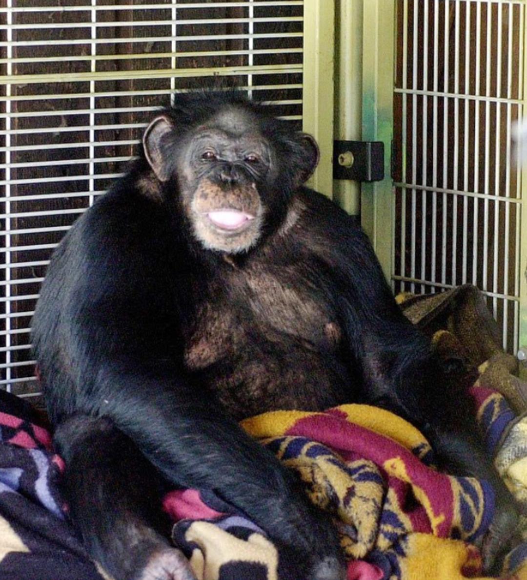 Şempanze yüzünü parçalamıştı! Yüz nakli olan kadın son halini yıllar sonra gösterdi 1