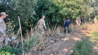 Manisa’da yasadışı kenevir ekim alanlarına sıkı denetim