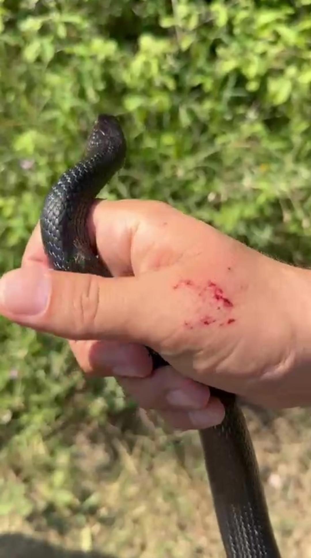  Zararsız  dediği bir buçuk metrelik yılanın saldırısına uğradı! İki kere elinden ısırdı 3