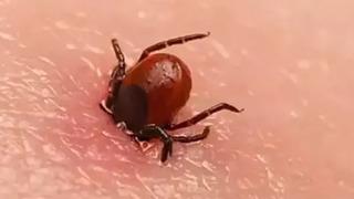 Kene; elle tutup çekilmez, tırnakla ezilmez! Yüzde 100 bulaşma riski var! 4 kişi hayatını kaybetti: Özelliklere vücutta bu bölgelere yapışıyor