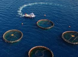 Doğu Karadeniz'in 5 aylık su ürünleri ihracatı 69,8 milyon doları aştı