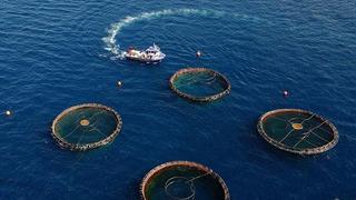 Doğu Karadeniz'in 5 aylık su ürünleri ihracatı 69,8 milyon doları aştı