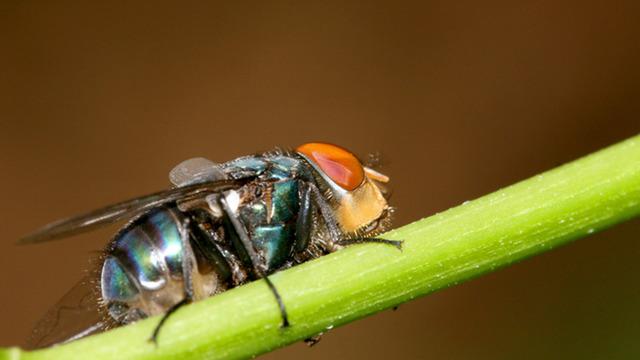 İstila alarmı... Canlı canlı et yiyen sinek: Ölüme yol açıyor! Vida kurdu sineği; 100 milyon steril sinek üretimiyle kontrol altında tutuluyordu