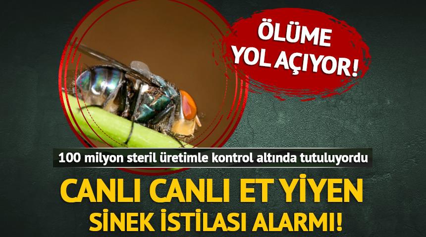 Canlı canlı et yiyen sinek: Ölüme yol açıyor!
