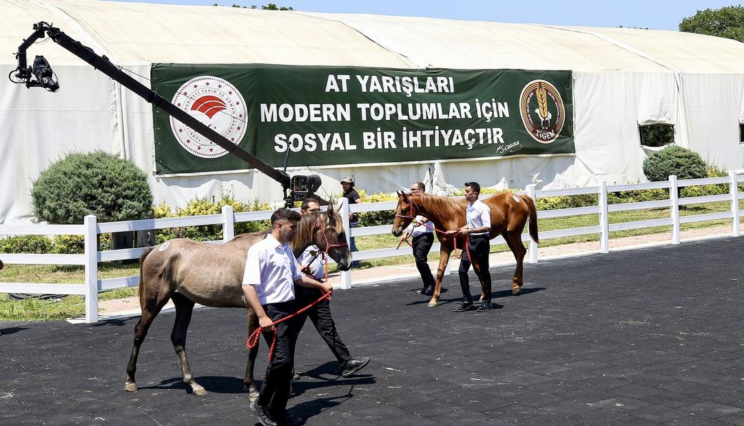 55 safkan arap tayı satıldı! Elde edilen gelir dudak uçuklattı! Rekor fiyat... 1