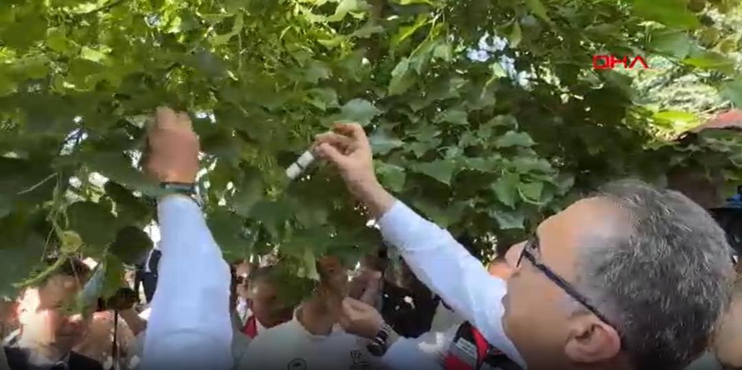 Kahverengi kokarcalar yandı! 245 bin samuray arısı salınacak!  1