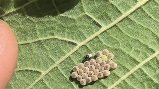 Kahverengi kokarcalar yandı! 245 bin samuray arısı salınacak! 