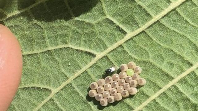 Kahverengi kokarcalar yandı! 245 bin samuray arısı salınacak! 