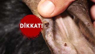 Bu hastalık ölümcül olabilir!