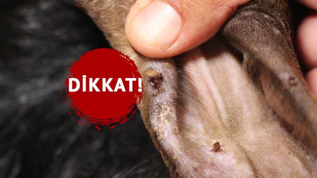 Bu hastalık ölümcül olabilir: 'Yıllardır bu işle uğraşıyorum, bana hastalık bulaşmaz demeyin!' 