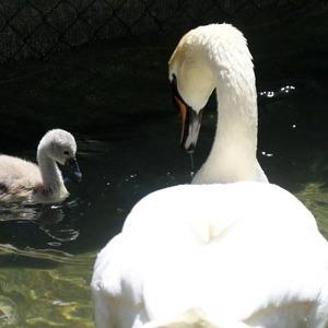 Kuğulu Park’ta 15 yıl sonra ilk kez beyaz kuğu doğdu