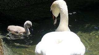 Kuğulu Park’ta 15 yıl sonra ilk kez beyaz kuğu doğdu