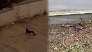 Havalar ısınınca ortaya çıktı: İstanbul'da 7 ilçede alarm! İhbarlar arttı