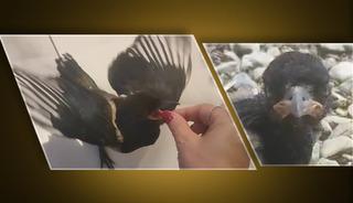 Yavru saksağan evladına dönüştü: Tatile gidiyorlar