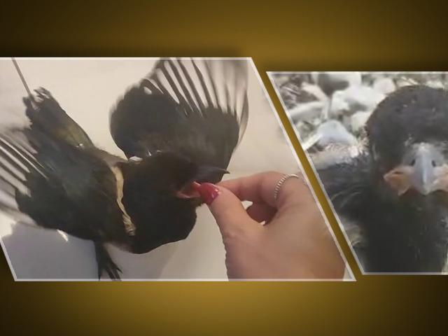 Yavru saksağan evladına dönüştü: Tatile gidiyorlar