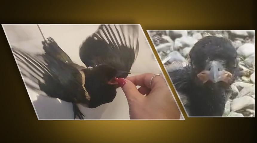 Yaralı kuştan, aile &uuml;yesine... Saksağanla tatil yapan kadın: Hayatını kurtardığı yavru saksağan evladına d&ouml;n&uuml;şt&uuml;