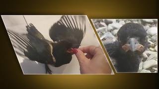 Yaralı kuştan, aile üyesine... Saksağanla tatil yapan kadın: Hayatını kurtardığı yavru saksağan evladına dönüştü