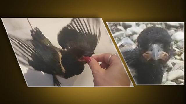 Yaralı kuştan, aile üyesine... Saksağanla tatil yapan kadın: Hayatını kurtardığı yavru saksağan evladına dönüştü