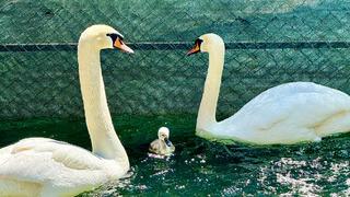 Ankara'nın simgesi Kuğulu Park'ta, 15 yıl sonra ilk kez beyaz kuğu doğdu