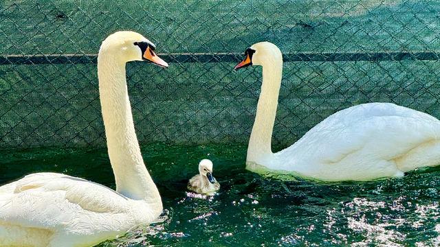 Ankara'nın simgesi Kuğulu Park'ta, 15 yıl sonra ilk kez beyaz kuğu doğdu