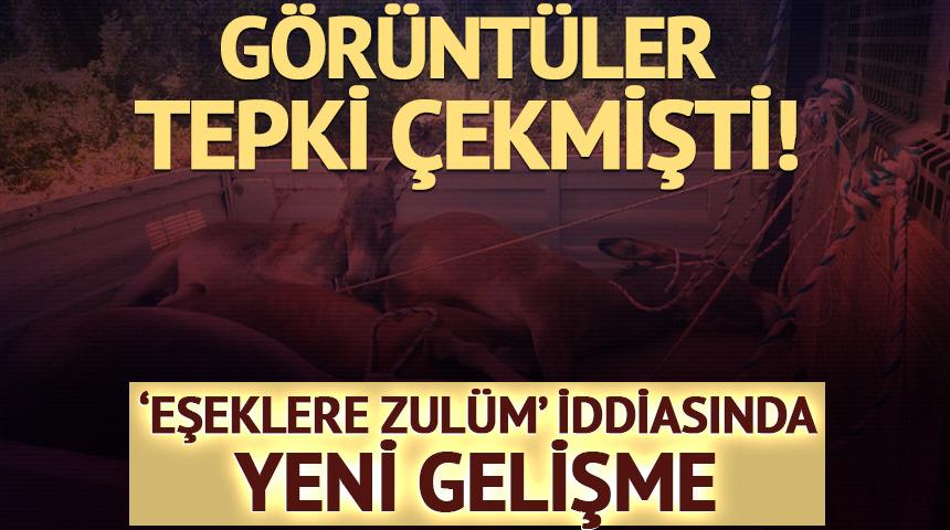 Görüntüler tepki çekmişti! 'Eşeklere zulüm' iddiası... Yeni gelişme