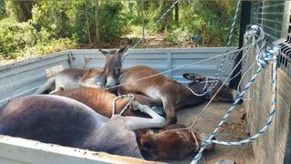 Görüntüler tepki çekmişti! 'Eşeklere zulüm' iddiası... Yeni gelişme
