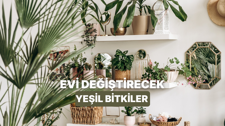 Evin tüm havasını değiştirmeyi sağlayacak kolay bakılan bitkiler