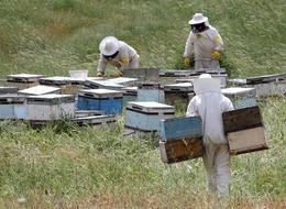 Zengin floraya sahip Muş Ovası'na farklı illerden 507 arıcı geldi