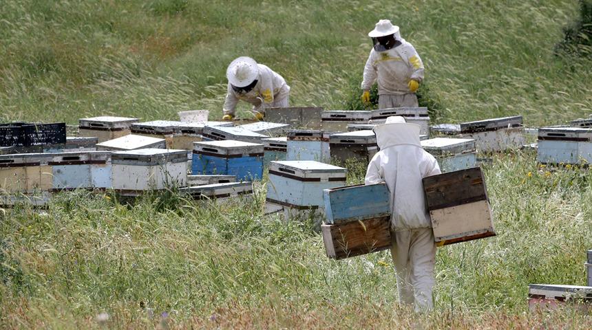 Zengin floraya sahip Muş Ovası'na farklı illerden 507 arıcı geldi