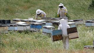 Zengin floraya sahip Muş Ovası'na farklı illerden 507 arıcı geldi