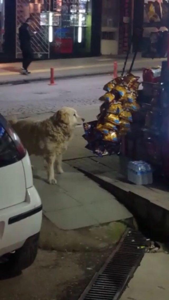 Cips tutkunu köpek bakkaldan cipsi işte böyle aşırdı