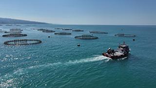 Karadeniz'deki kafeslerde yetiştirilen Türk somonu hasadı bereketli geçiyor