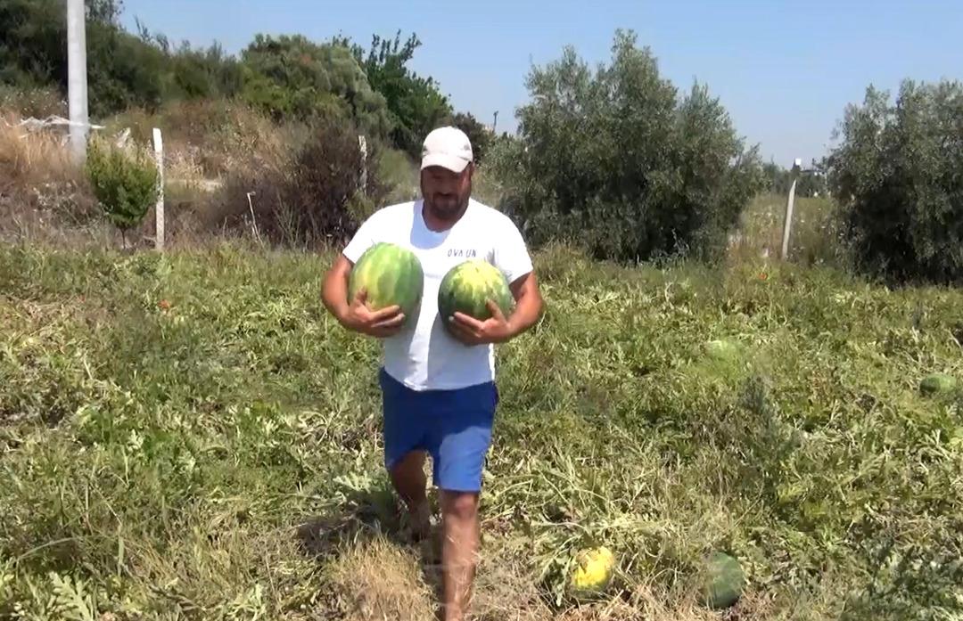 TARLADAKI-KARPUZLARI-VATANDASA-UCRETSIZ-_778478_230128