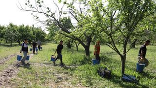 200'den 350'ye çıktı! Avrupa'ya, Rusya'ya satıyorlar 'Fiyatlar güzel'
