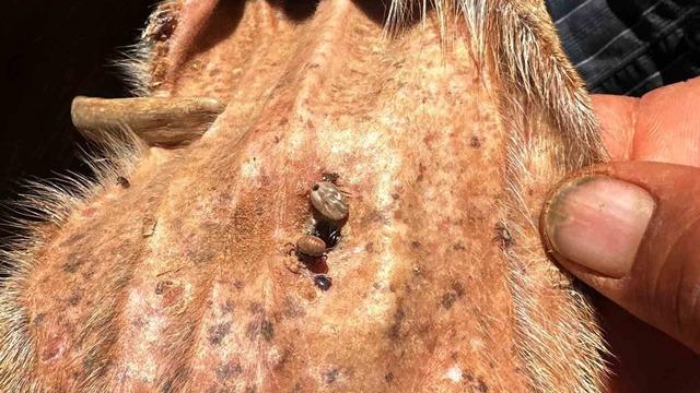 Arabanlı Veteriner Hekim’den kene uyarısı