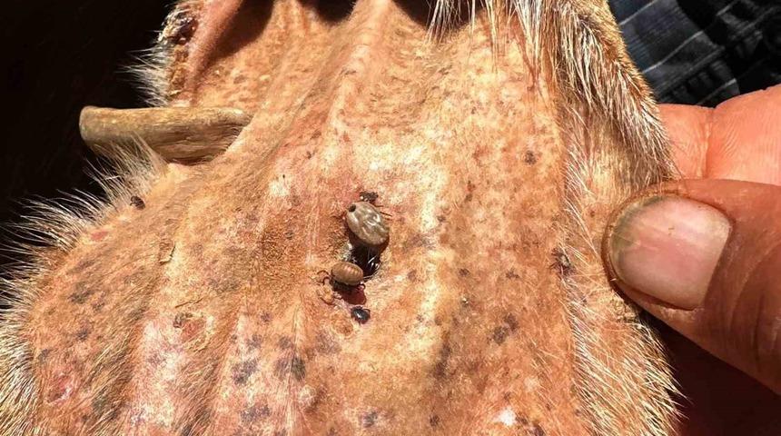 Arabanlı Veteriner Hekim’den kene uyarısı