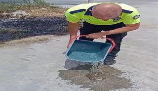Yanan otların arasından kaplumbağayı kurtardılar
