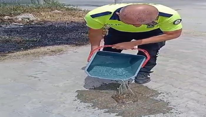 20431733-700x400 Yanan otların arasından kaplumbağayı kurtardılar