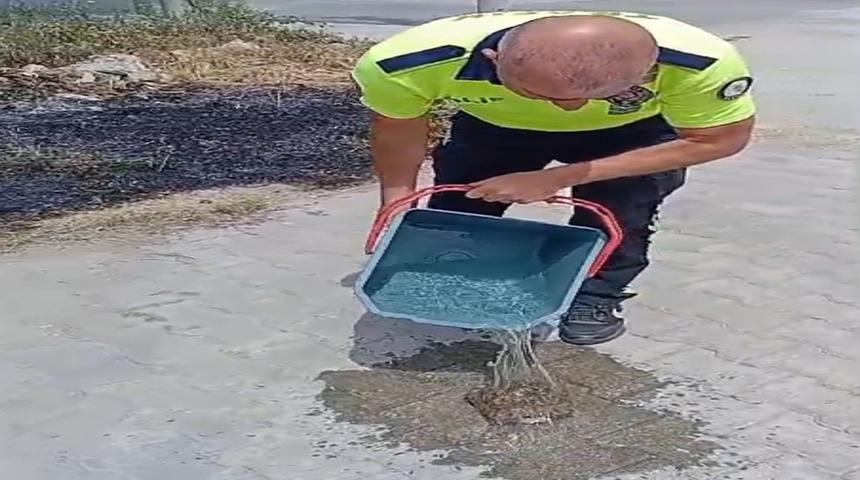 Yanan otların arasından kaplumbağayı kurtardılar
