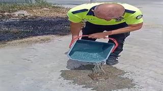 Yanan otların arasından kaplumbağayı kurtardılar