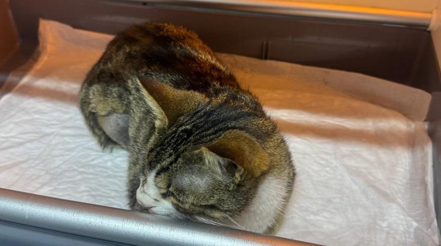 Kedinin mesanesinden 2 santimlik taş çıkarıldı