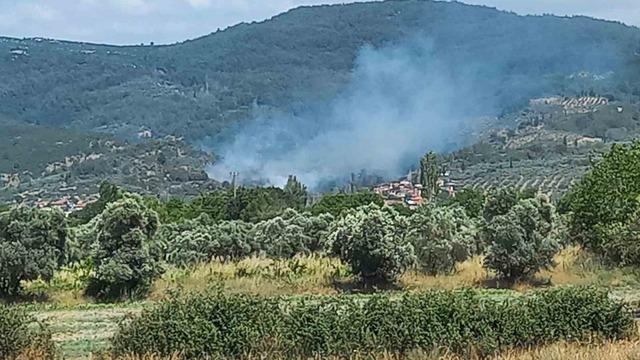 Menteşe’de zeytinlik alanda yangın