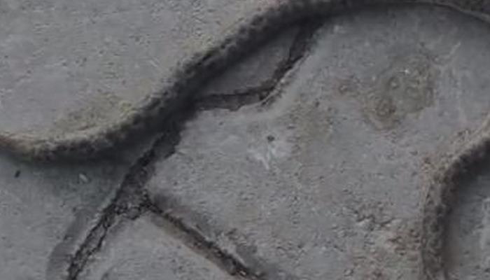 20432807-700x400 Elazığ'da çift başlı yılan tedirgin etti