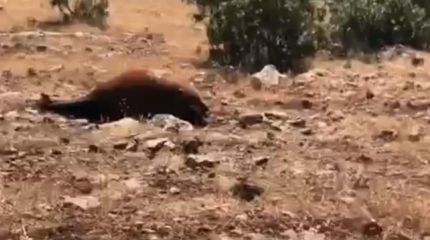 Batman’da Yabani Yılkı Atı Ölümleri 7’ye Yükseldi