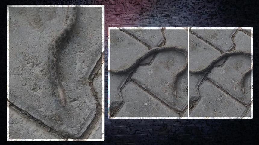 Elazığ'da görüldü! İki tane başı var: Vatandaşlar şaşkına döndü: "İlk defa böyle bir şey görüyorum..."