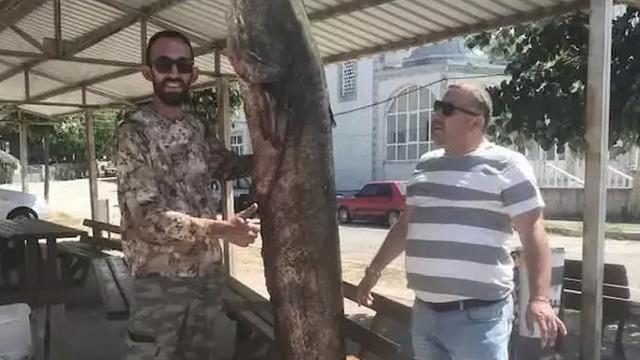 Meriç Nehri'nde 80 kilogramlık yayın balığı yakalandı
