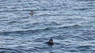 Avcılar'da denizde ceset ihbarı asılsız çıktı