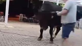 Tanıtımı yapılan boğaya para atarken boynuz darbesiyle yaralandı