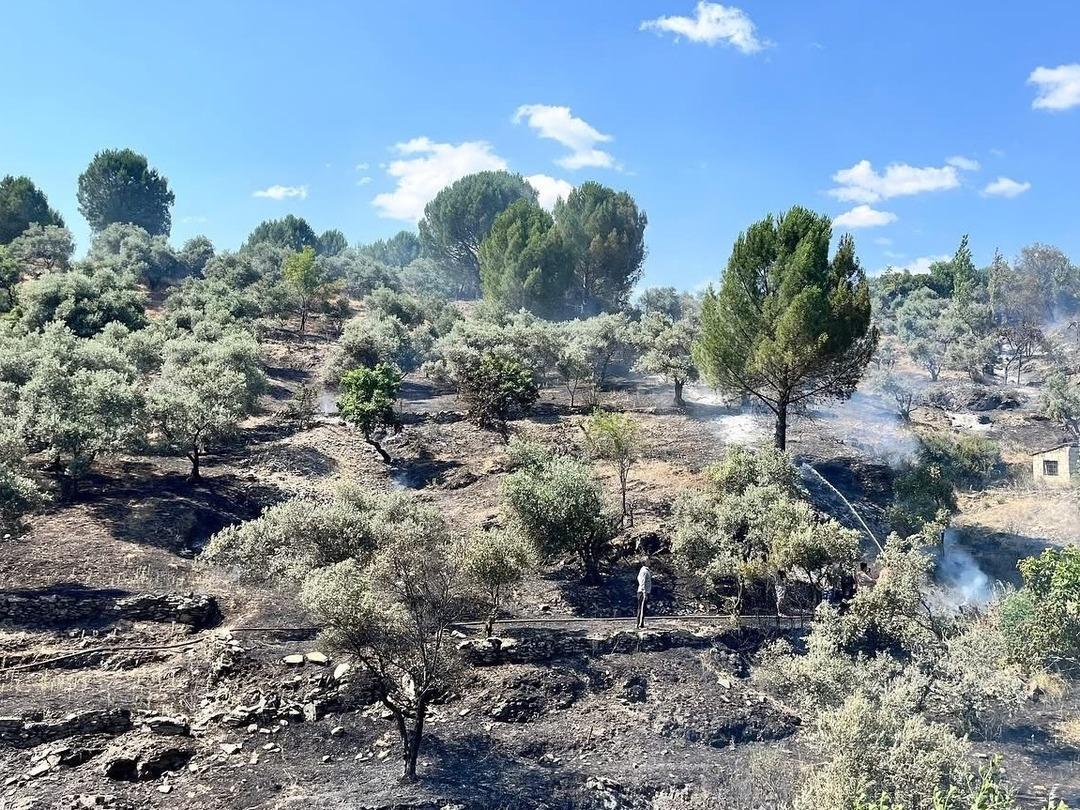 Muğla da makilik ve zeytinlik alanda çıkan yangın söndürüldü 1