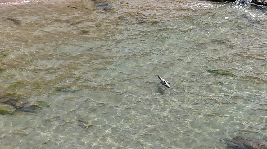 Bartın'ın Amasra ilçesinde yaralı yunus karaya vurdu